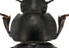 Heliopates luctuosus